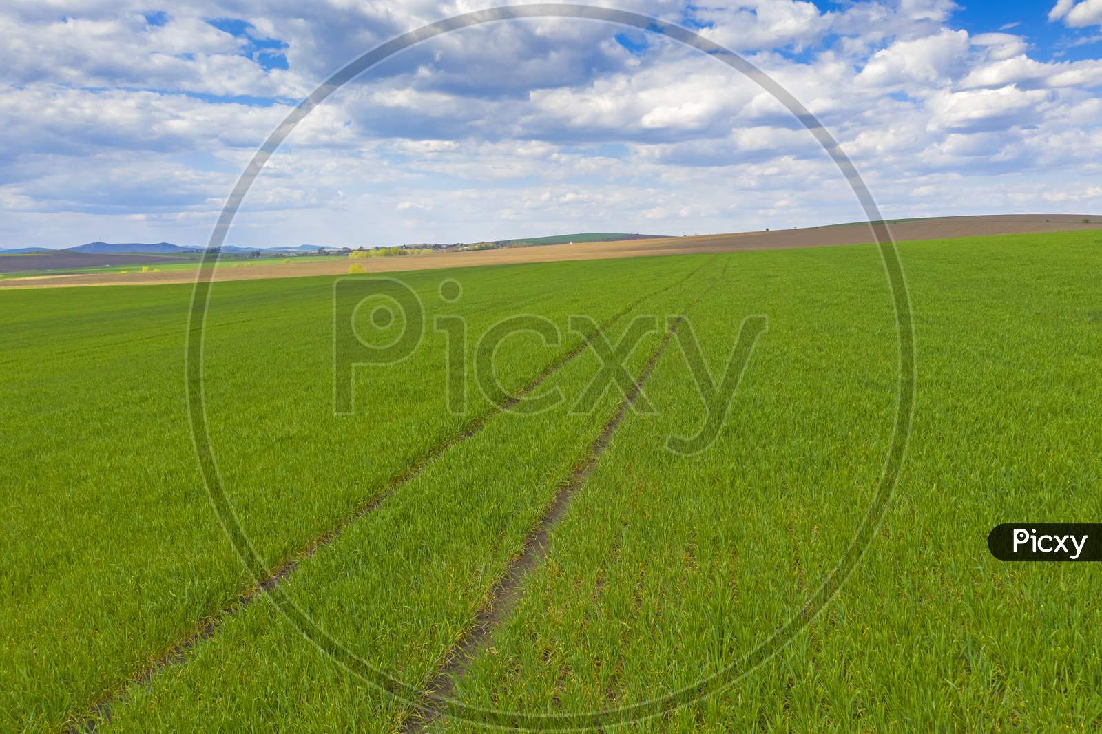 Fresh Green Field With Tractor Traces