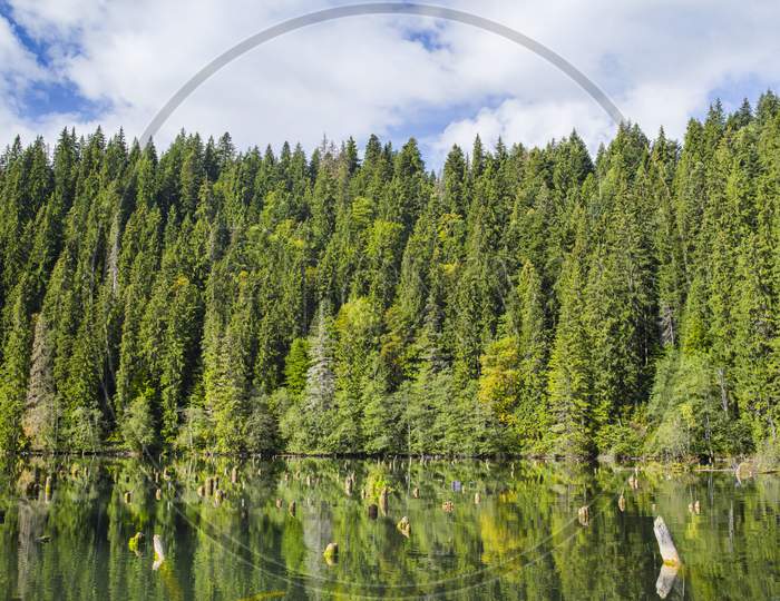 Green Forest Mirroring On Lake Surface