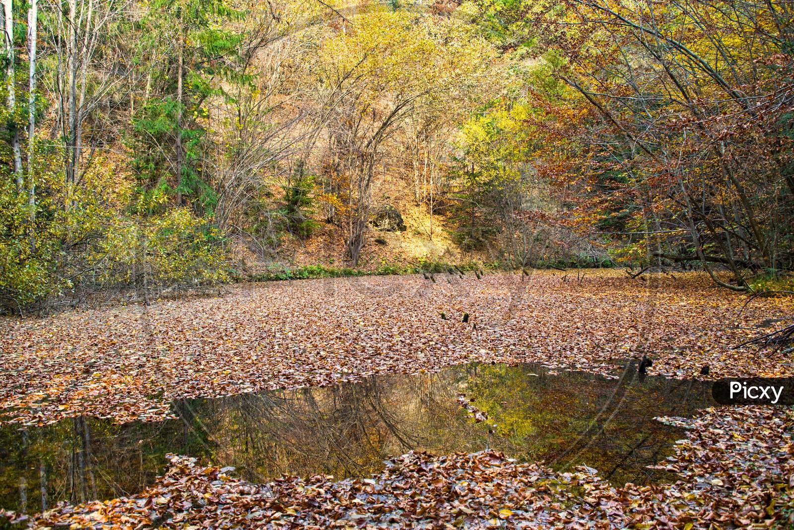 Pond With Leaves In Autumn Forest