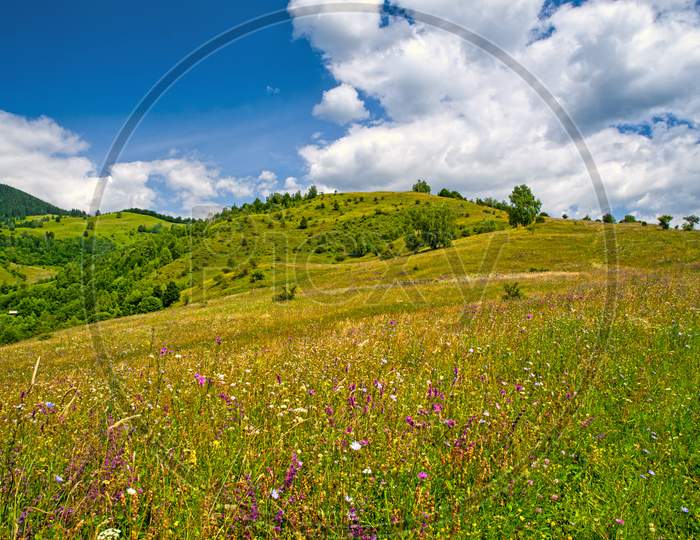 Blooming Pasture In Mountain Landscape