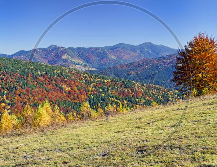 Colorful Tree Foliage On The Hill