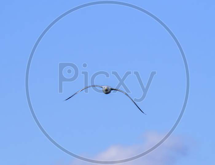 Seagull In Flight And Blue Sky