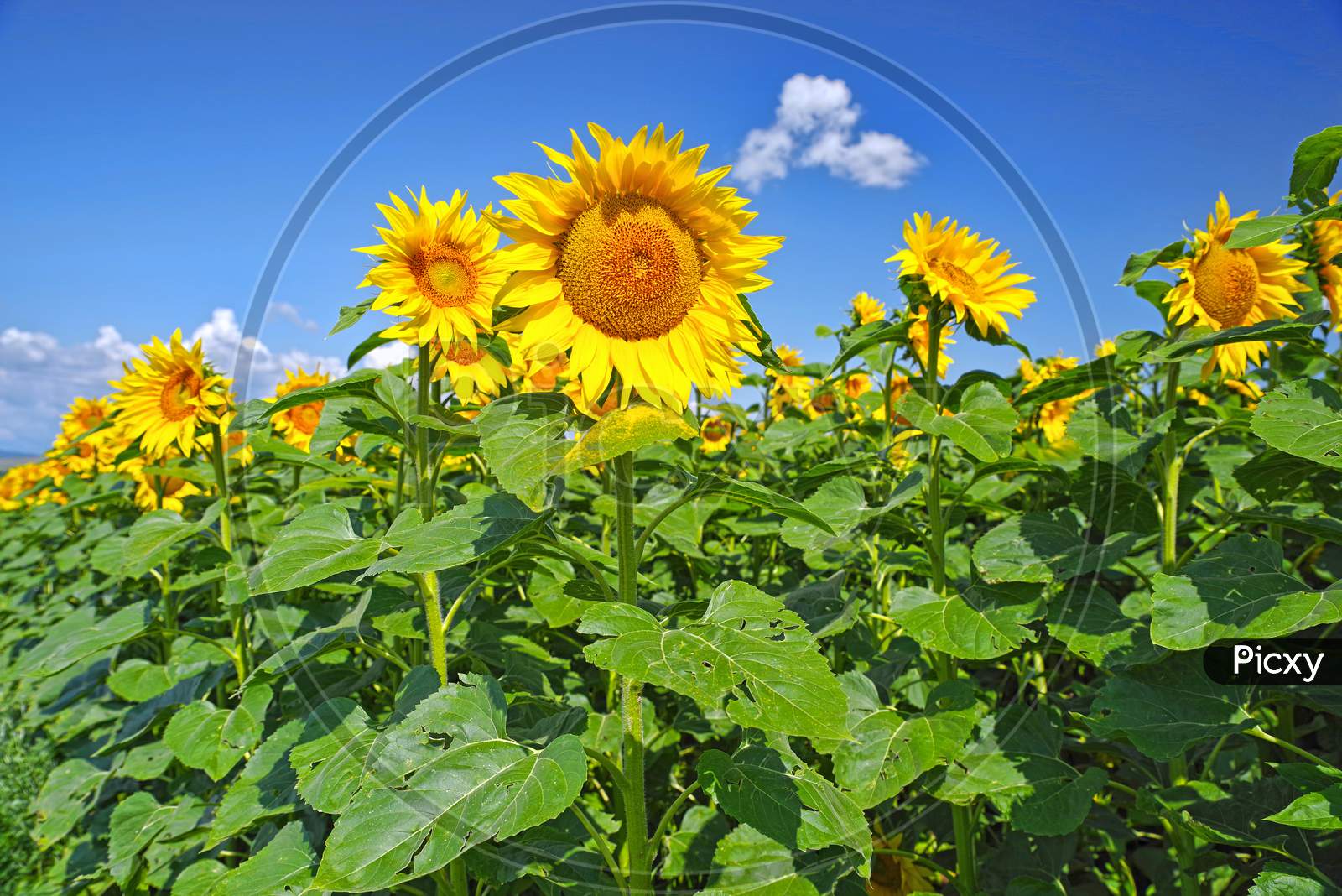 Sunflower Field In A Summer Day