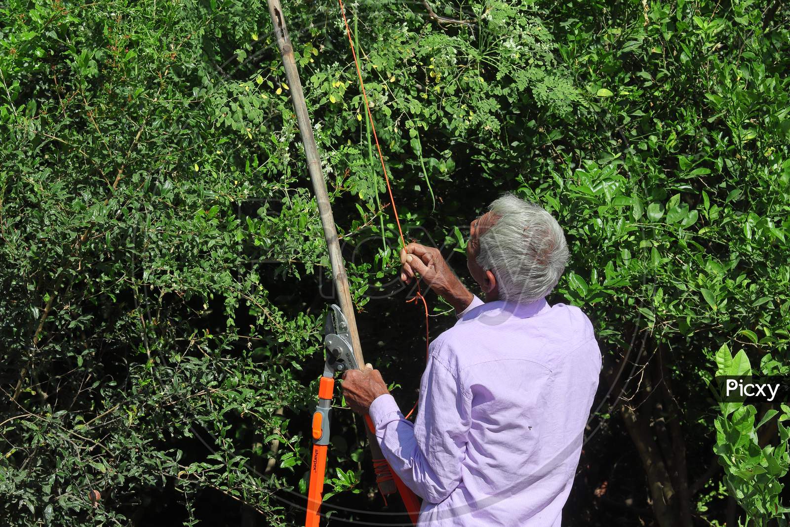 An Indian Farmer Tree Plucking A Moringa Oleifera Tree