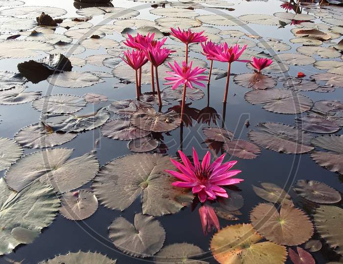 Lotus is the national flower of india