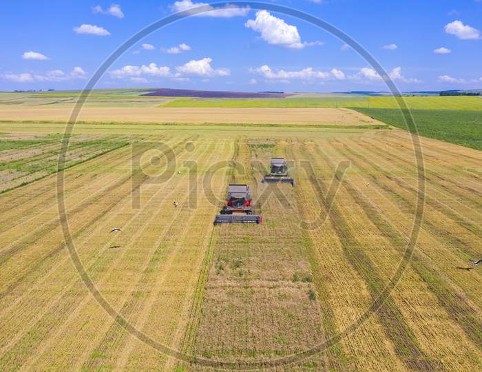 Harvesting Wheat Field