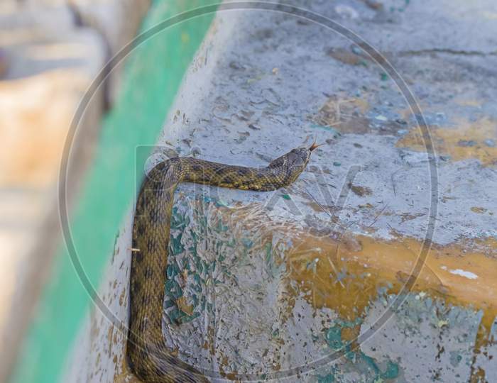 Dice Snake (Natrix Natrix) On Boat