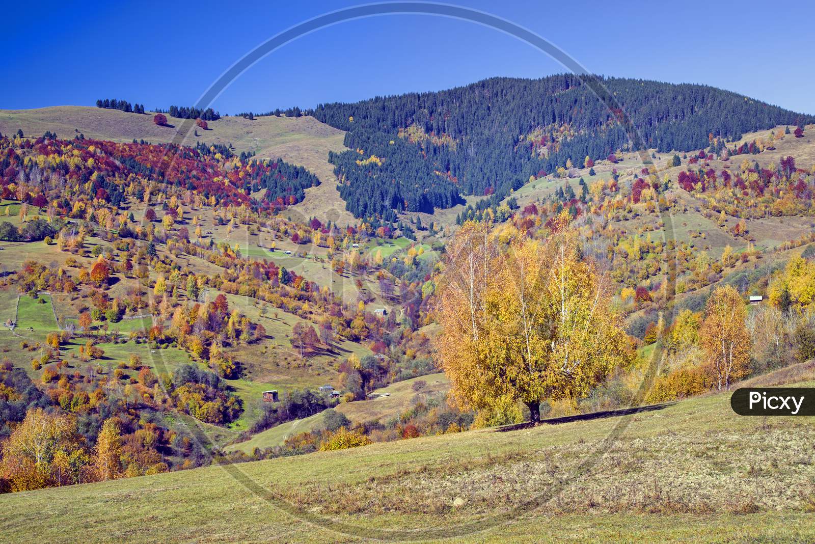 Autumn Hill With Colorful Trees