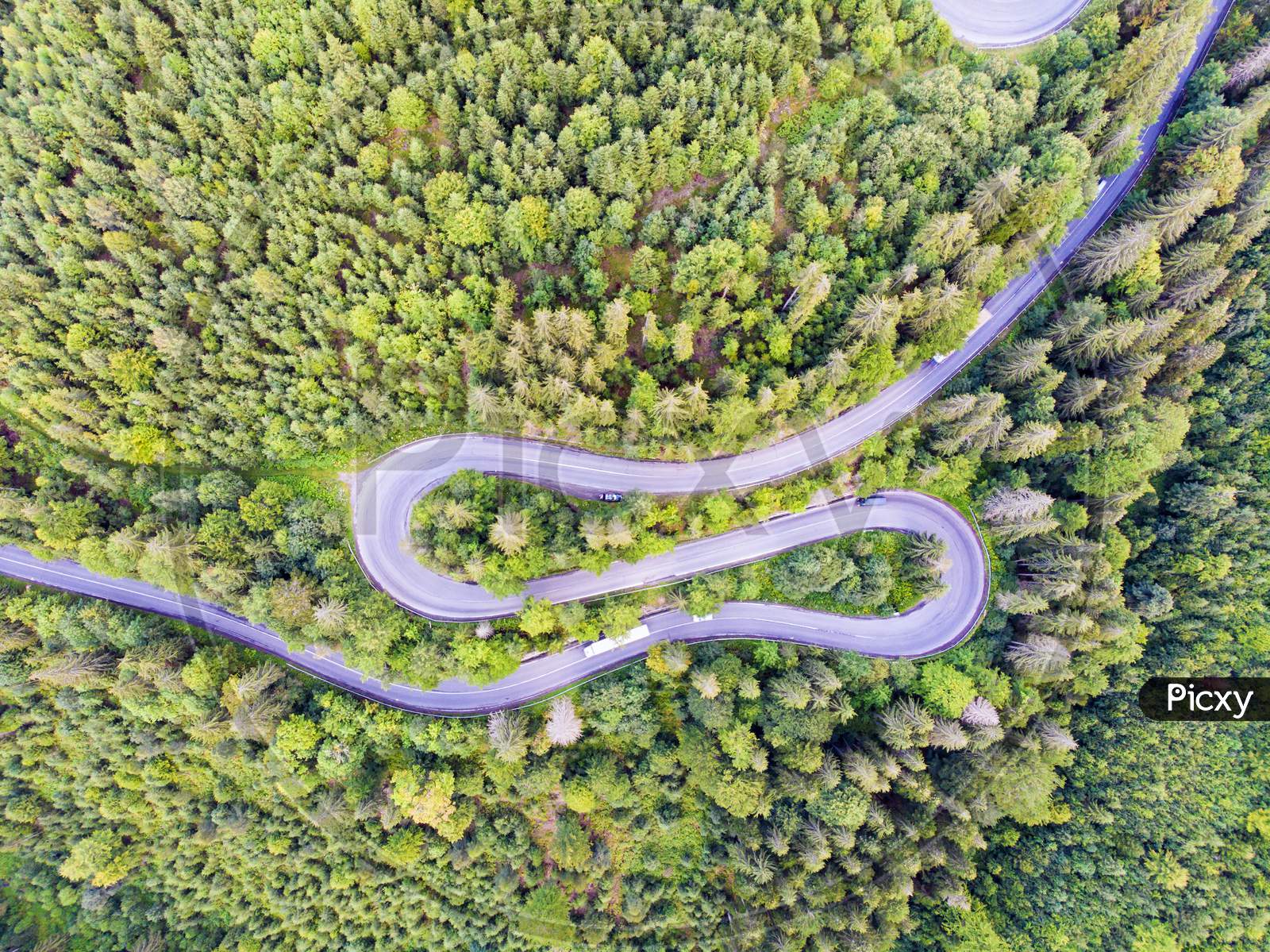 Curvy Road In Green Forest