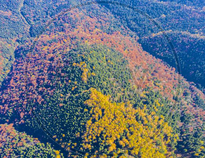 Autumn Forest Viewed From Above