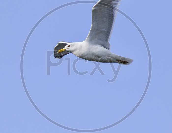 Flying Seagull And Blue Sky