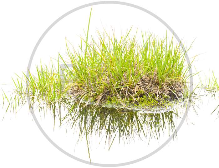 Isolated Bush Grass With Reflections