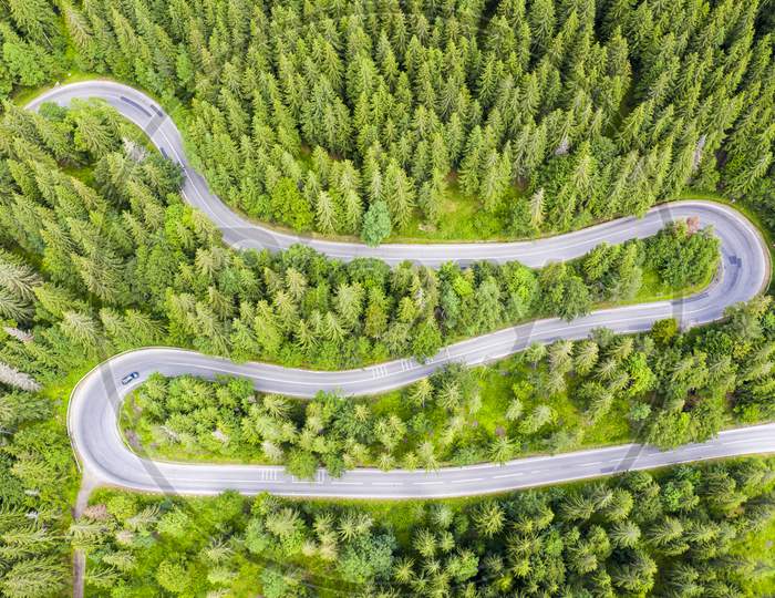 Curvy Road In Green Summer Forest