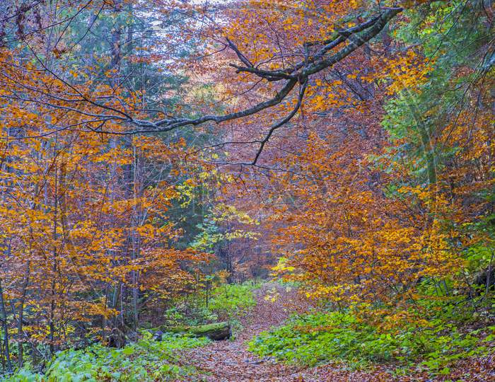 Forest Path In Autumn Scene