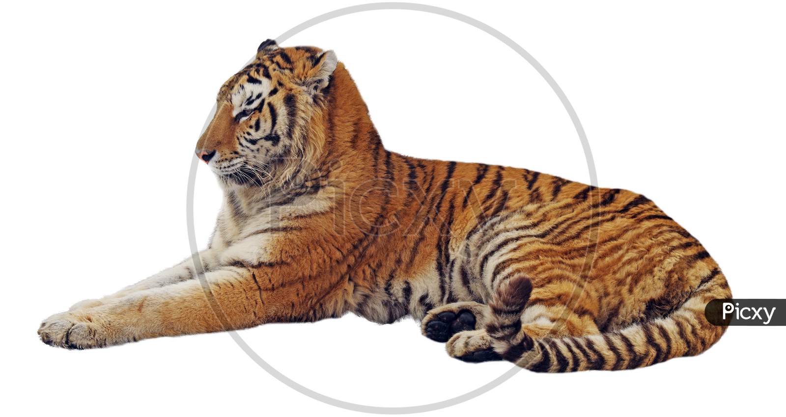 Resting Isolated Tiger