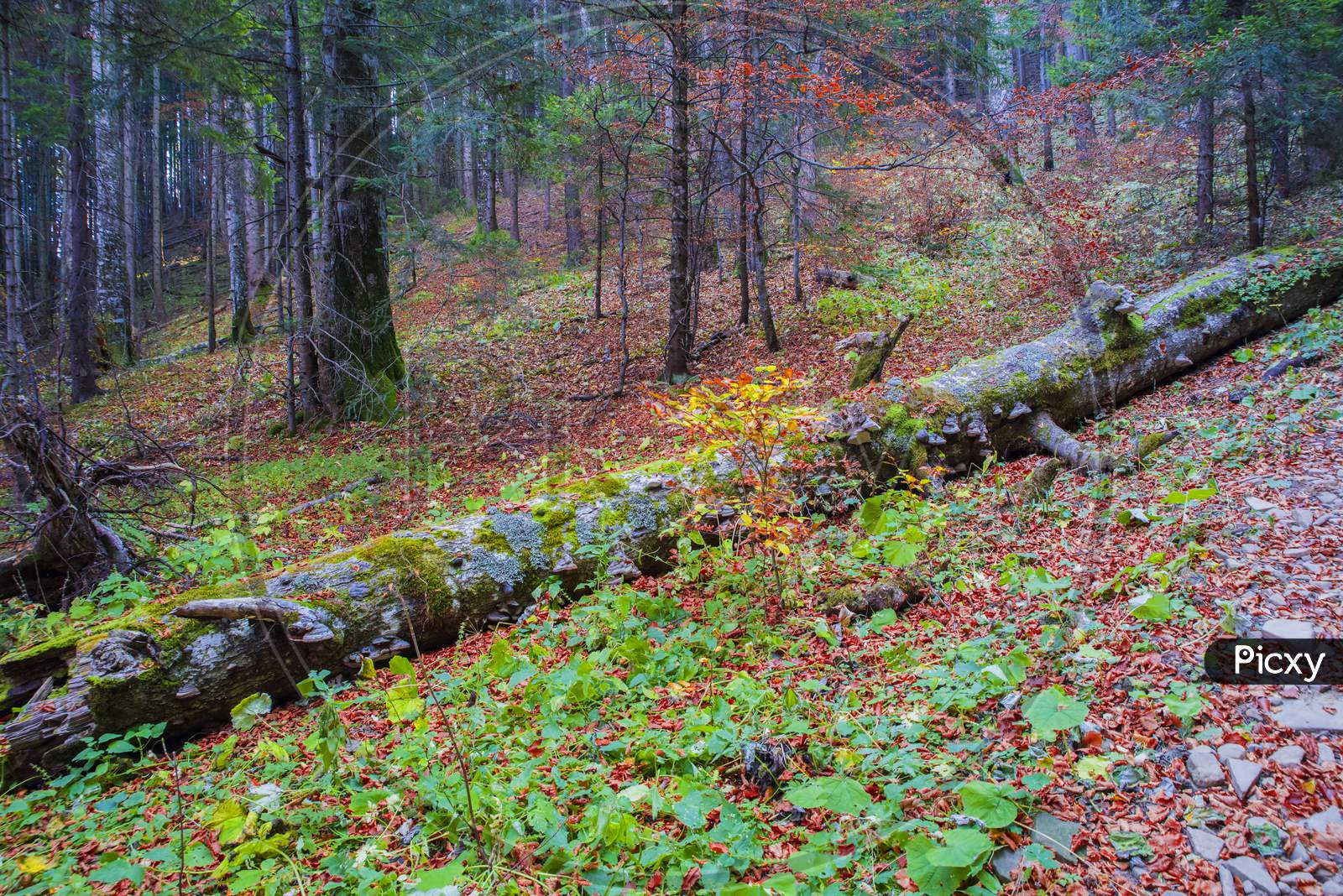 Fallen Tree Trunk In Autumn Forest