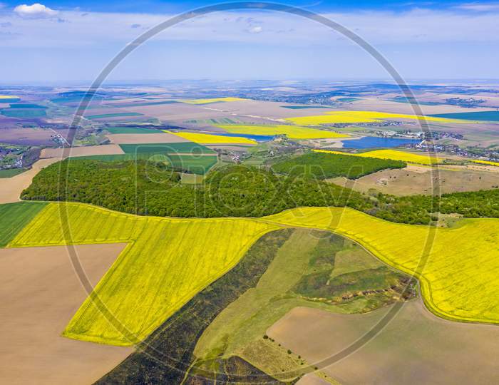 Above View Of Canola Fields Near Forest