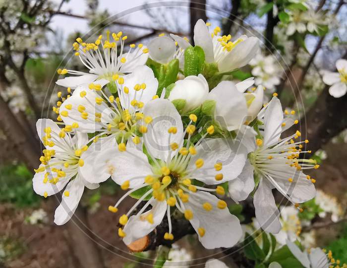 Close Image Of Plum Flower