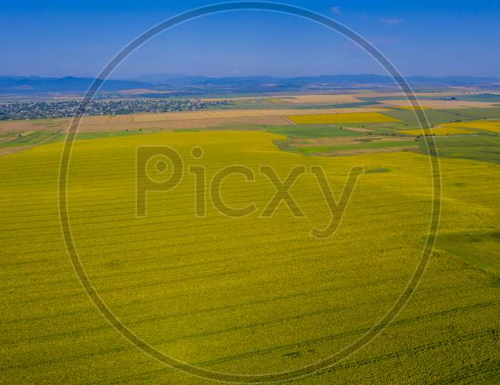 Yellow Sunflower Field From Above
