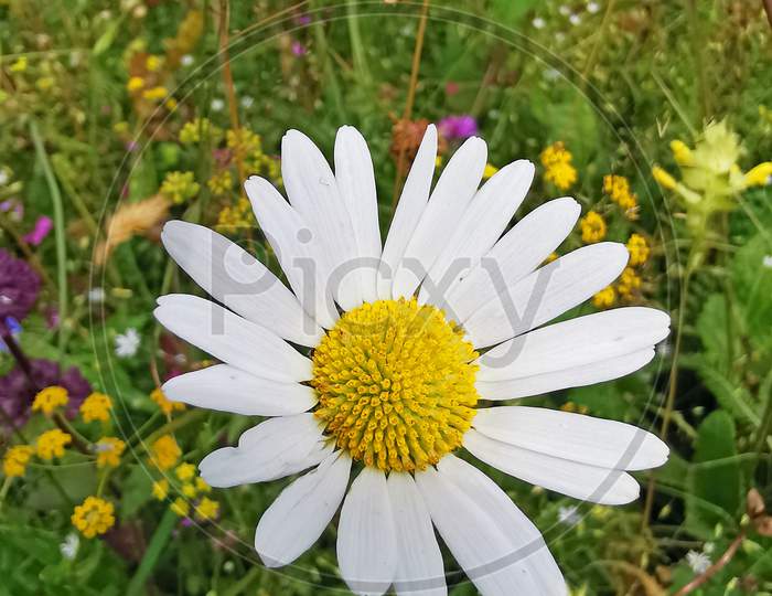 White Summer  Flower On The Field