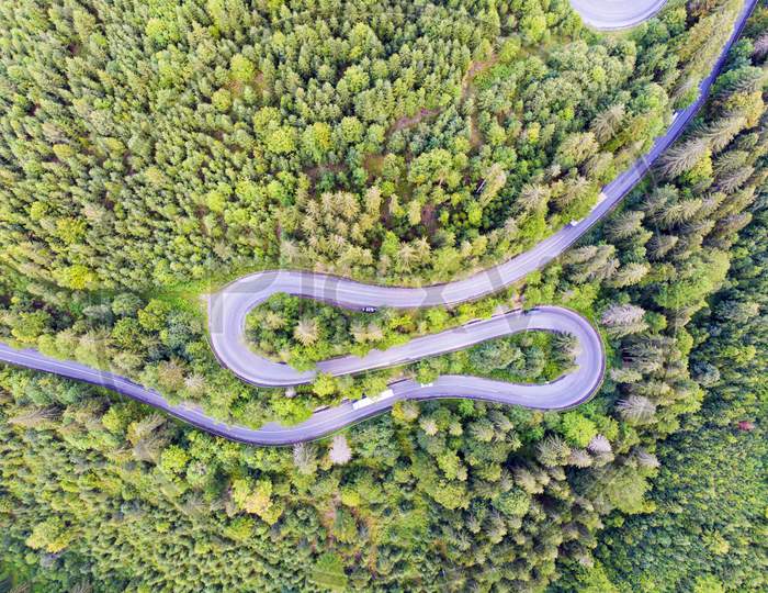 Curvy Road In Green Forest