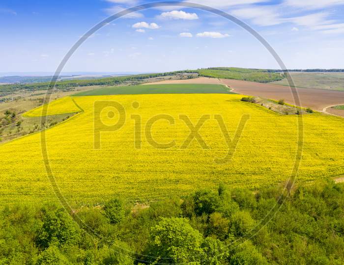 Aerial View Of Canola Field Near Cereal One
