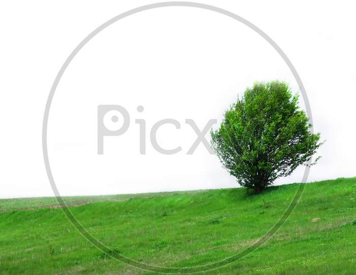 Green Tree On Grass Isolated