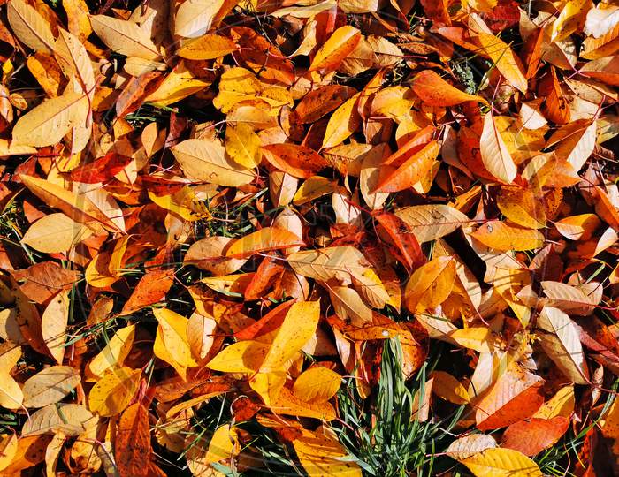 Close Image Of Fallen Autumn Leaves