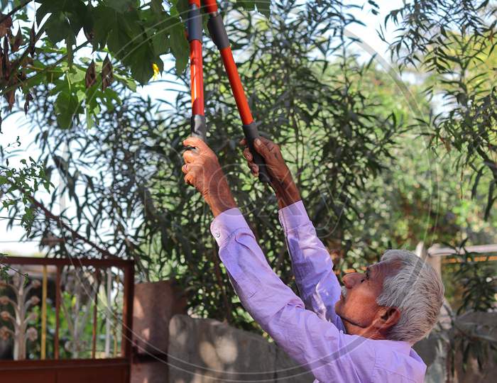 An Indian Farmer Pruning Trees With The Help Of Cutters