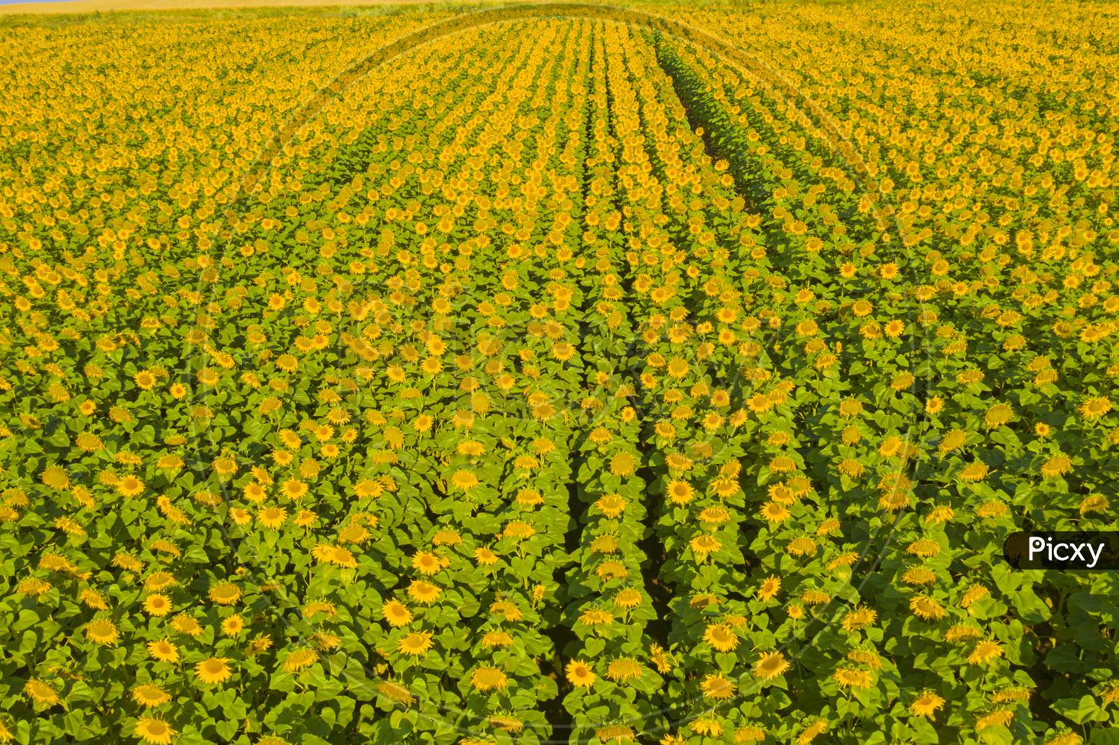 Aerial View Of Sunflower Fields
