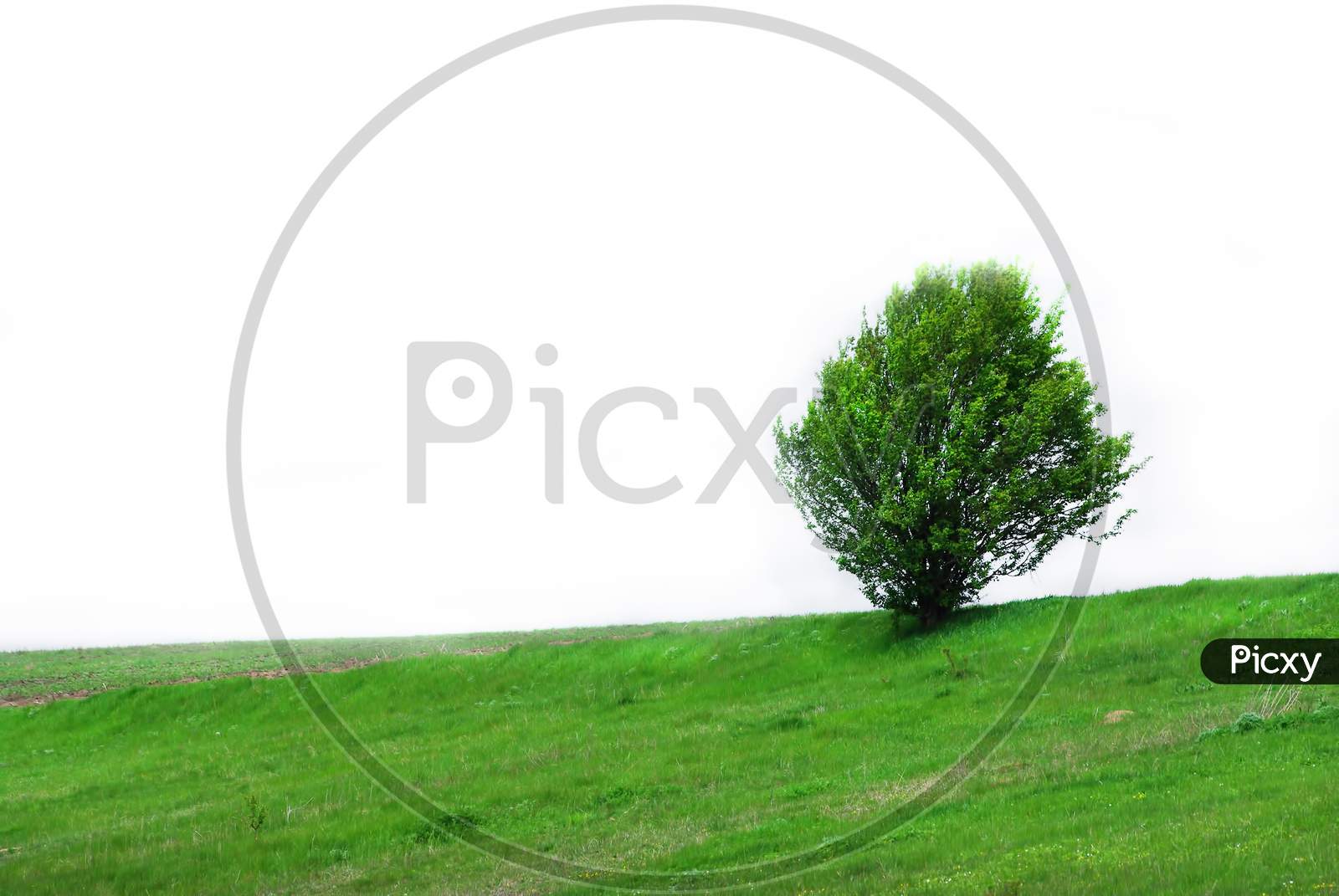 Green Tree On Grass Isolated