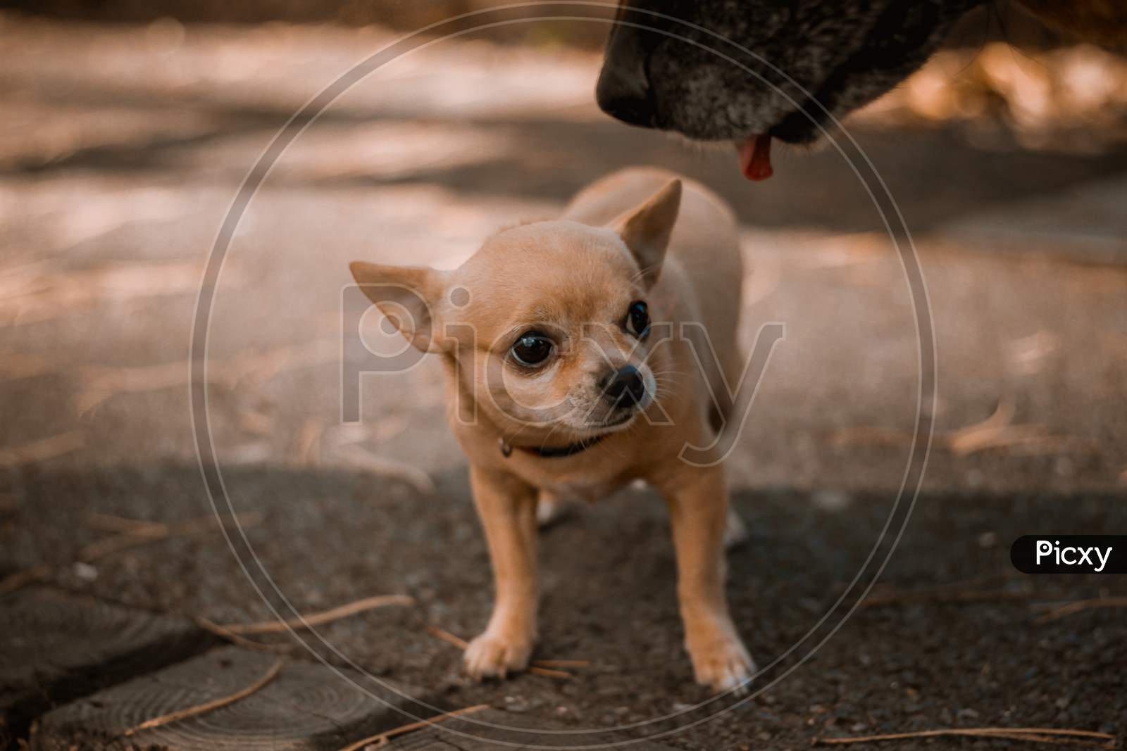 Chihuahua breed dog