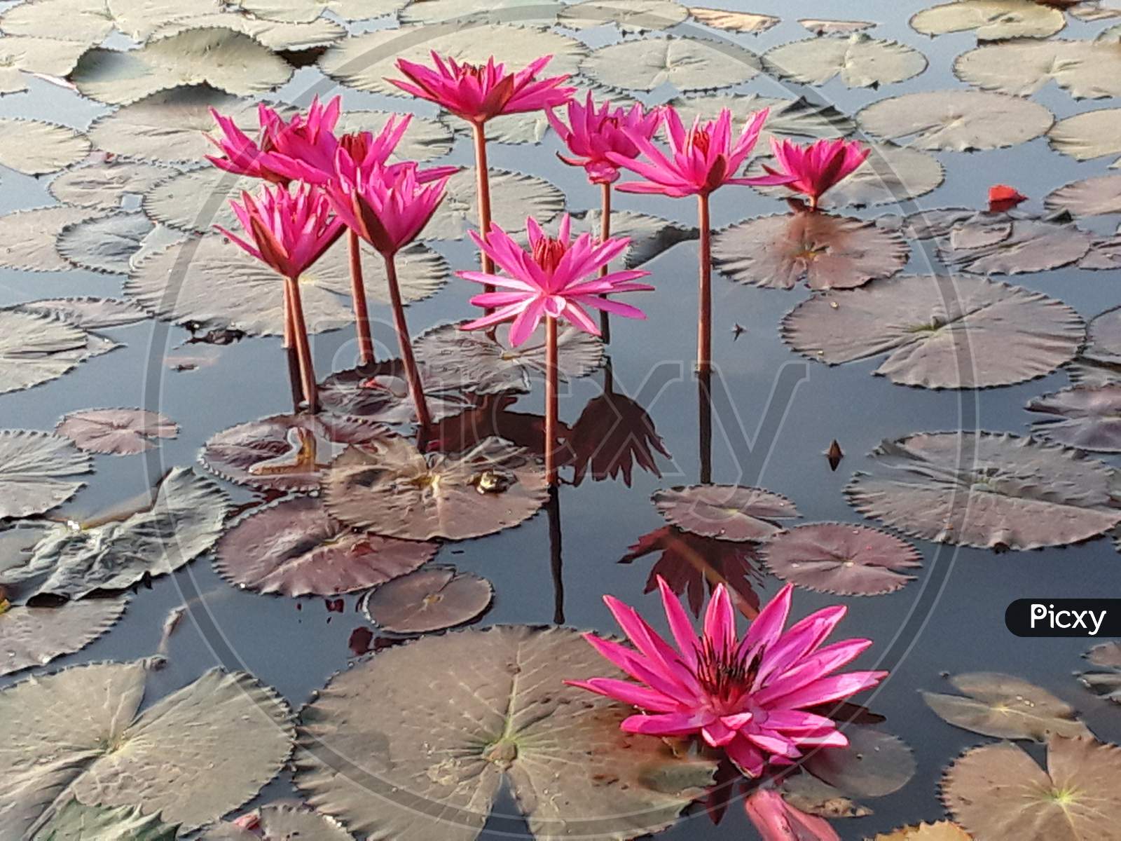 Image Of Lotus Is The National Flower Of India JS187639 Picxy