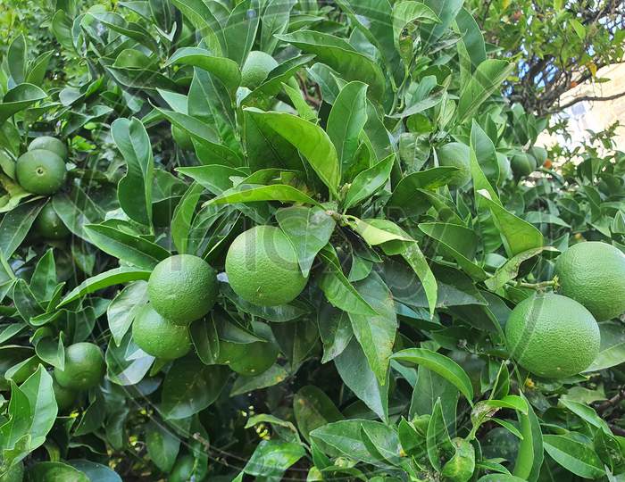 Green Orange Fruit In The Tree
