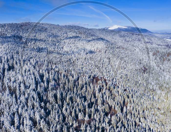 Aerial View Of Evergreen Forest In Winter
