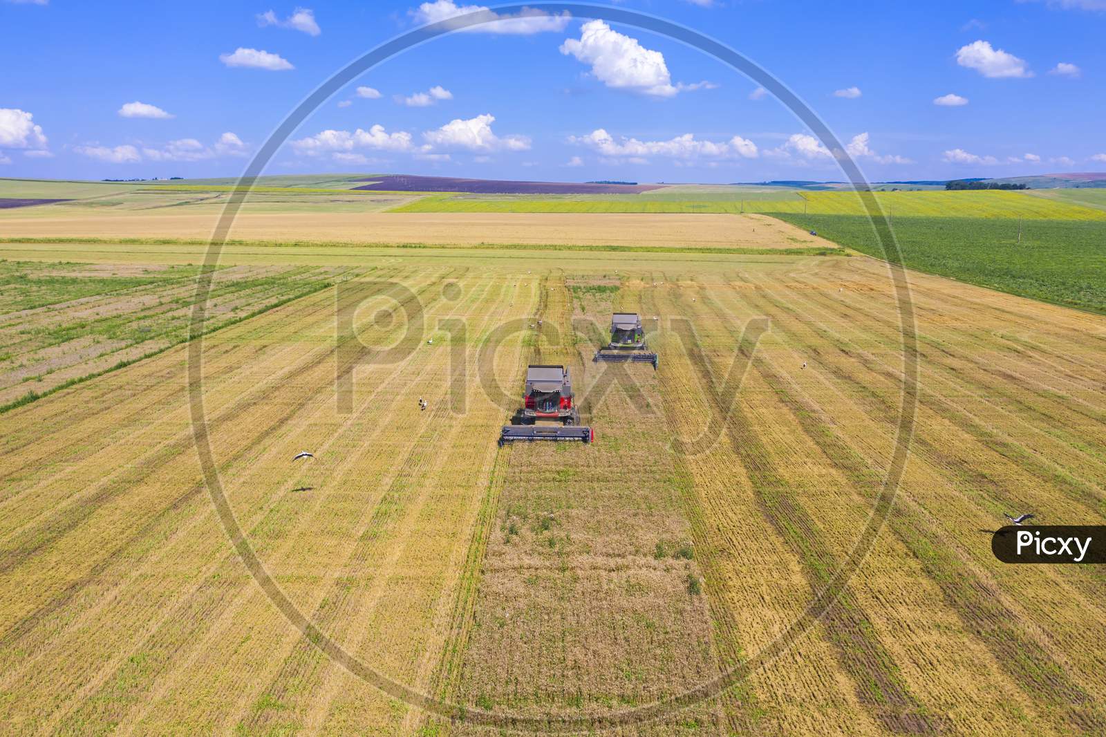Harvesting Wheat Field