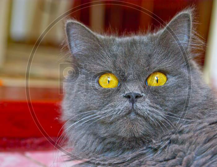 Cat With Yellow Eyes Close Image