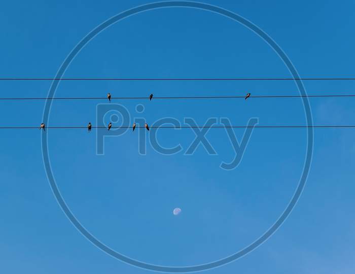 Birds Flock Seated On The Electric Wires During Morning. Blue Sky Background With Moon.