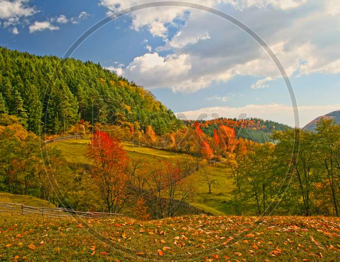 Autumn Scene Near Forest