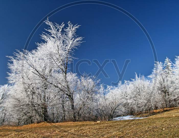 White Frozen Trees With The Blue Sky