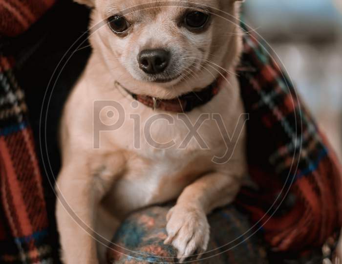 Chihuahua breed dog