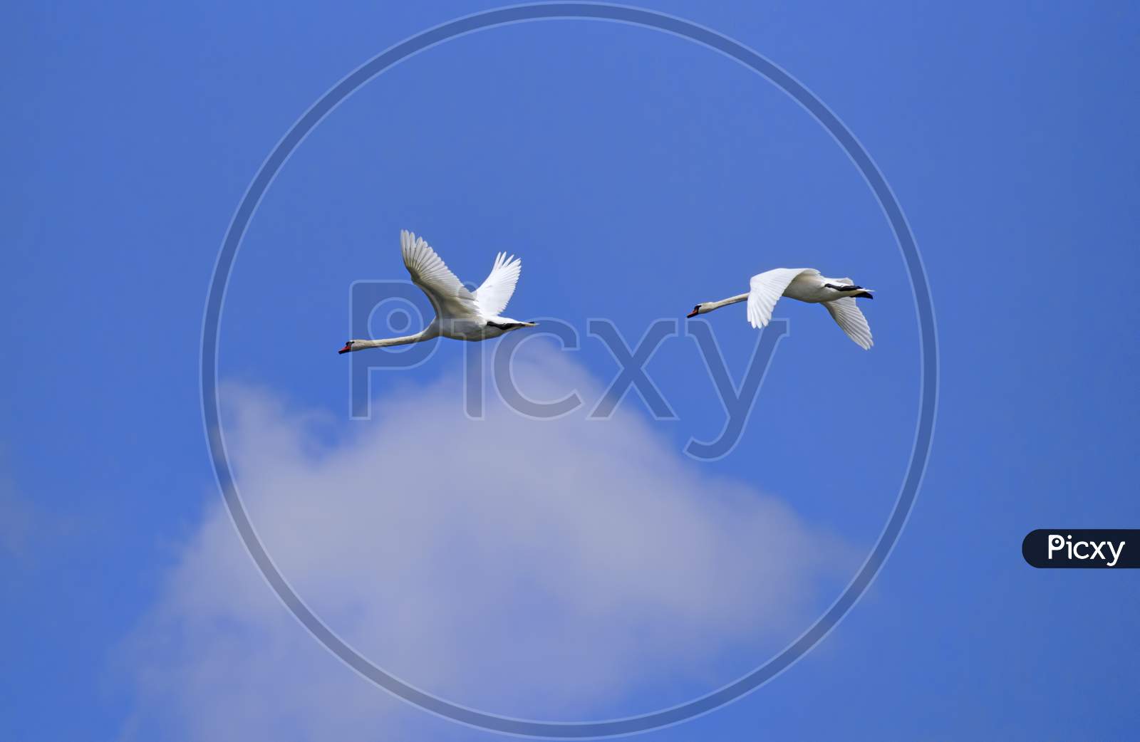 White Swan In Flight
