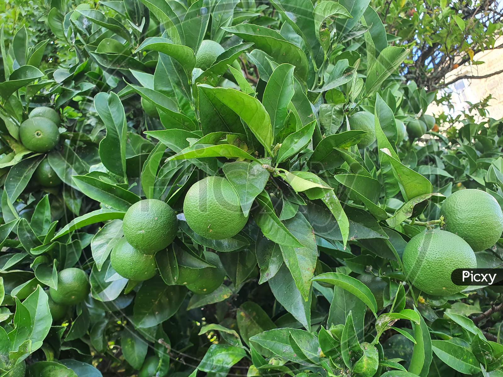 Green Orange Fruit In The Tree