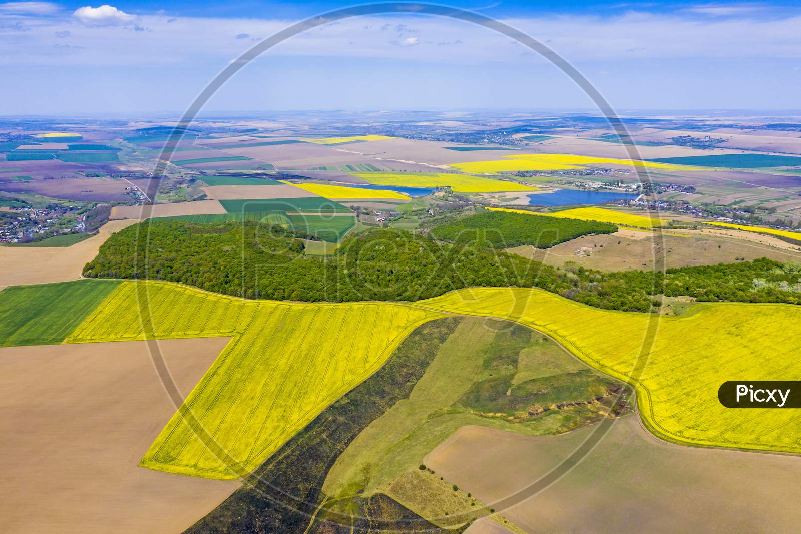 Above View Of Canola Fields Near Forest
