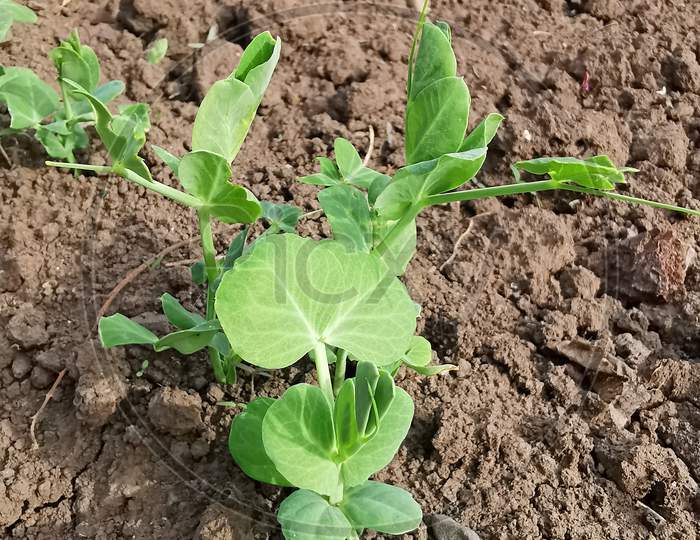 Green Peas Baby Plant