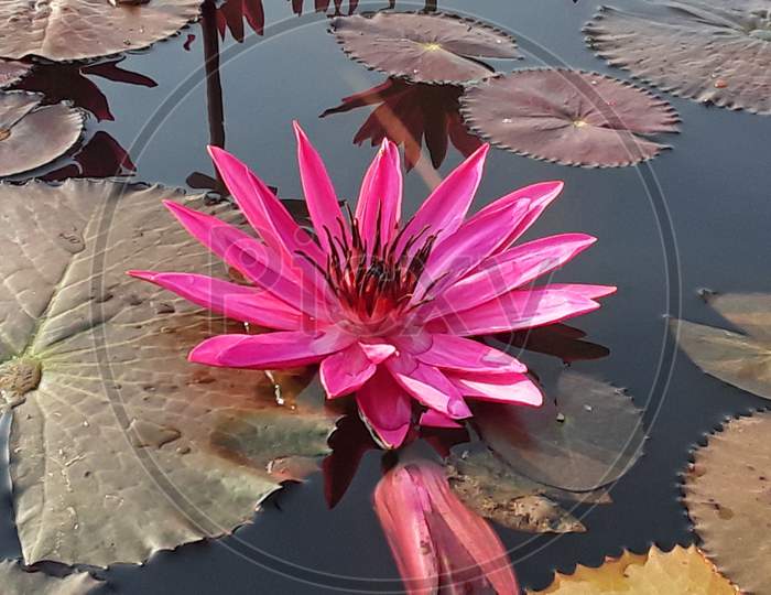 Lotus is the national flower of india