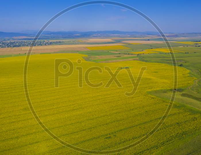 Aerial View Of Sunflower Field
