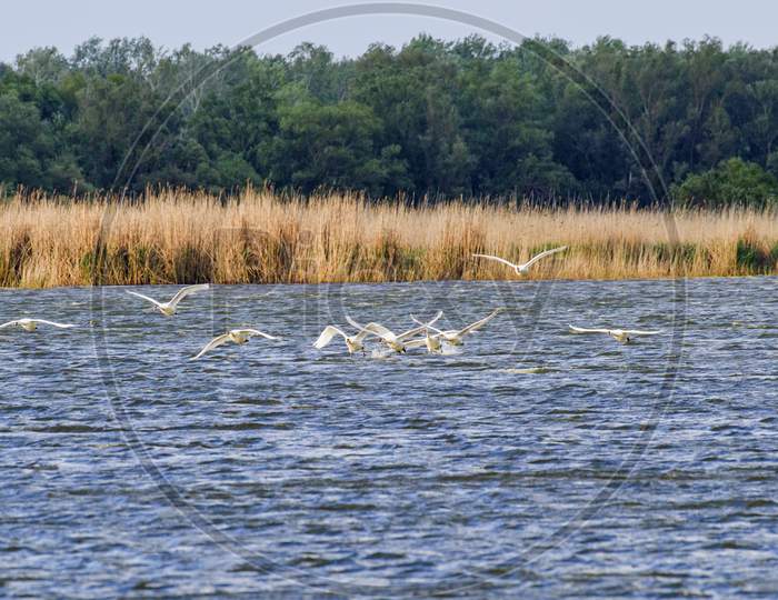 Landing Swan In The Lake