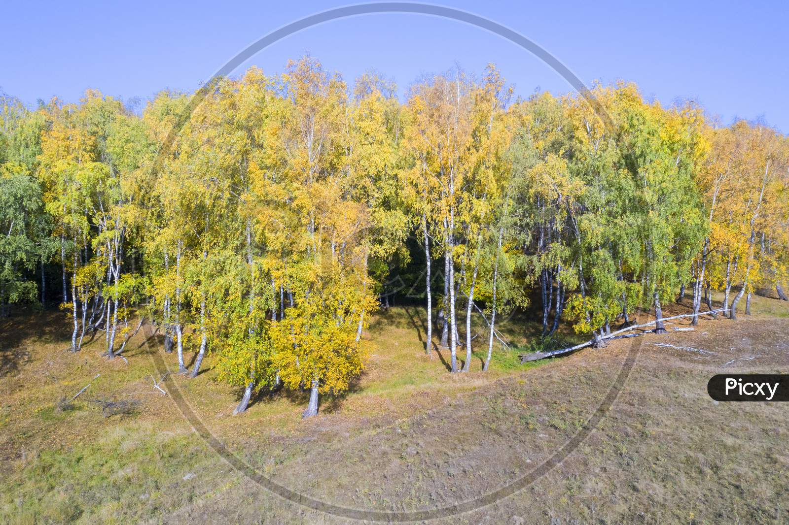 Image Of Autumn Landscape Birch Tree Forest TY233472 Picxy