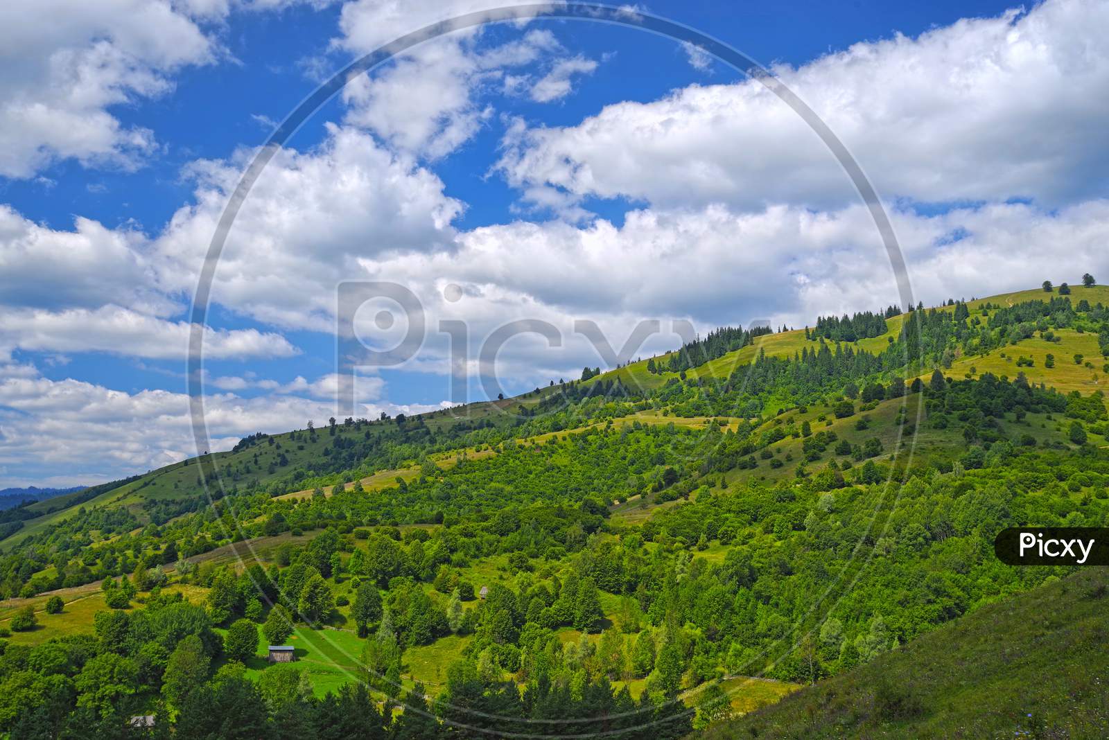 Summer Forest Landscape, Trees And Pasture